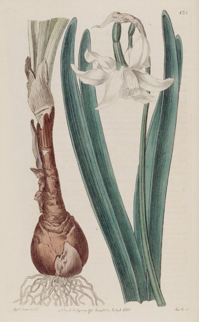 Narcissus × poculiformis, as Narcissus montanus by S. Edwards